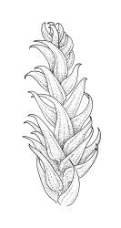 Brachythecium paradoxum,  branch detail. Drawn from J. Lewinsky 74-500, CHR 240407.
 Image: R.C. Wagstaff © Landcare Research 2019 CC BY 3.0 NZ